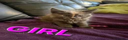 Maine Coon cats for sale: Maine Coon Kittens for Sale – Pure Cuteness! - Advert 8