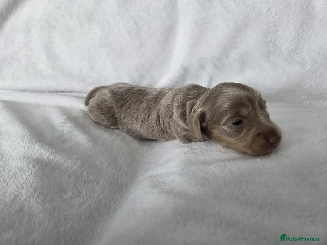 Miniature Dachshund dogs for sale: True long haired miniature dachshund for sale in Cardiff - Advert 7