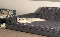 British Shorthair cats for sale: British short hair - silver shaded female - Image 1
