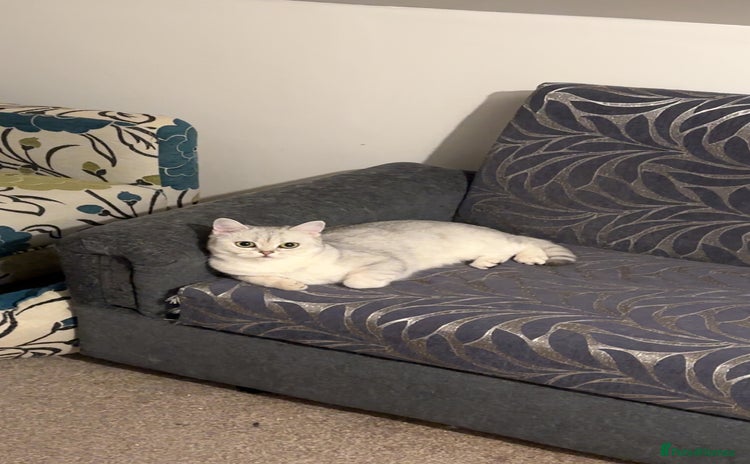 British Shorthair cats - Advert 4