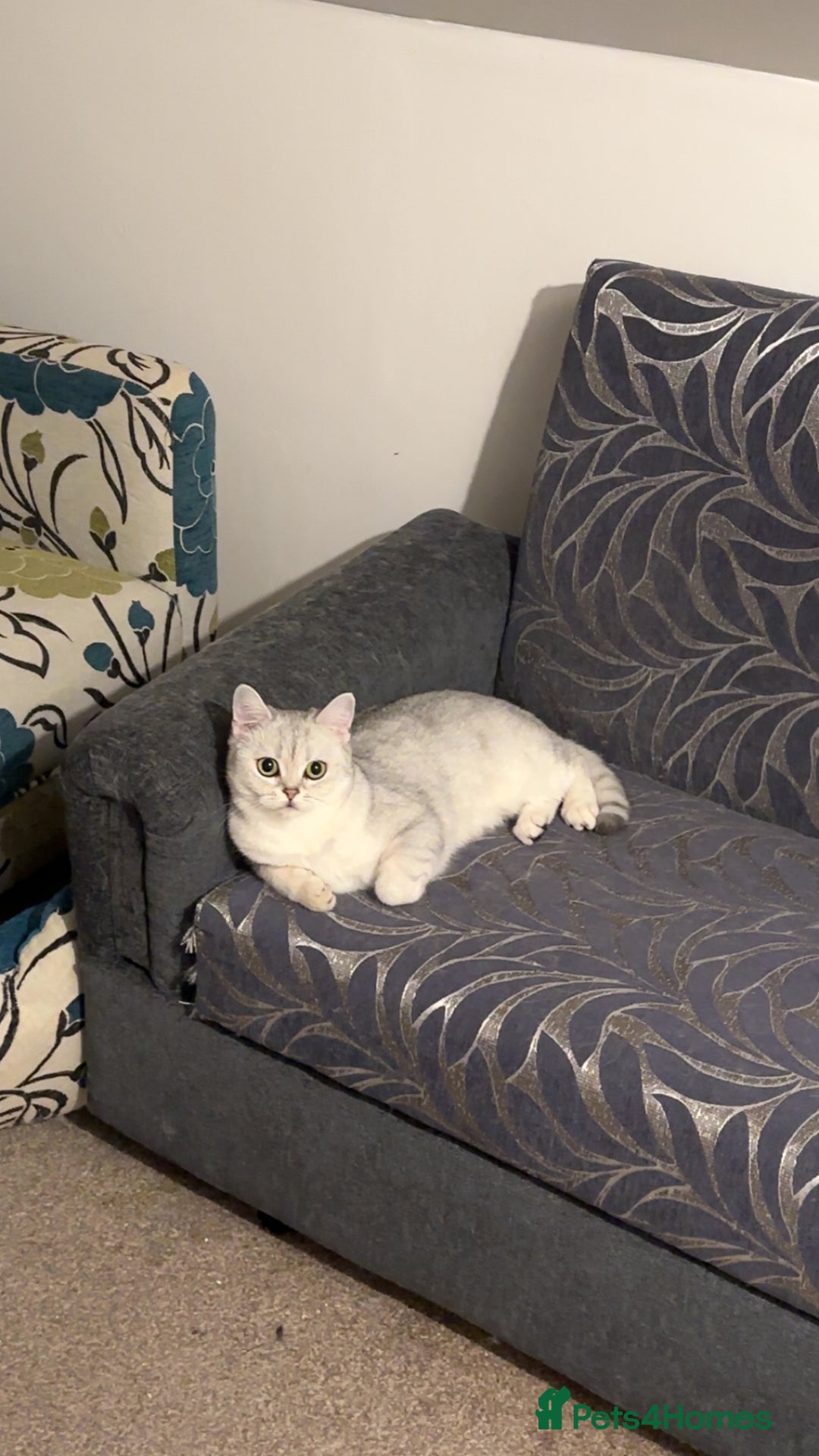 British Shorthair cats for sale: British short hair - silver shaded female - Image 1