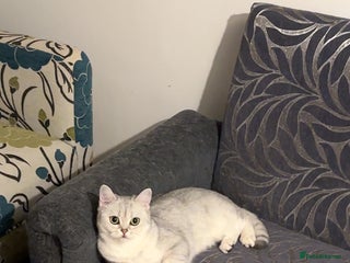 British Shorthair cats - Advert 9