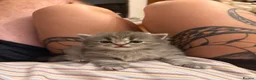 Scottish Fold cats for sale: Beautiful Scottish fold kittens  in Peterborough - Advert 2