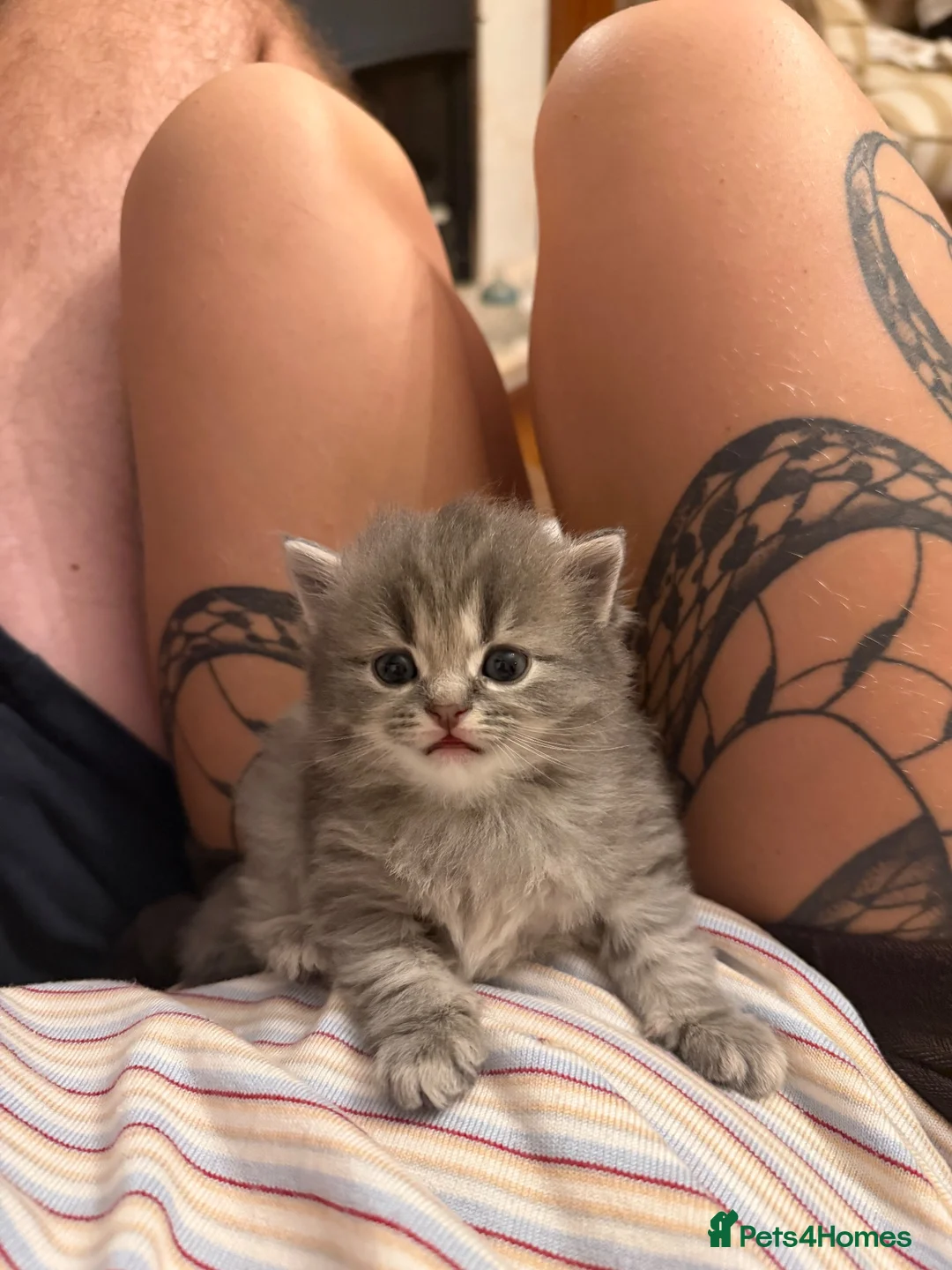 Scottish Fold cats for sale: Beautiful Scottish fold kittens  in Peterborough - Advert 2