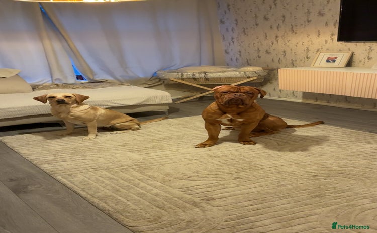 Dogue De Bordeaux dogs in Newcastle upon Tyne - Advert 2