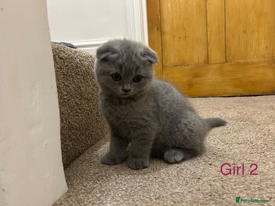 Scottish Fold cats for sale: Scottish Fold kitten  - Image 2