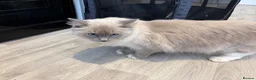Ragdoll cats for sale: Beautiful Ragdoll female cats - Advert 5