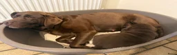 Labrador Retriever dogs for sale: Super Chunky Gorgeous George in Poulton-le-Fylde - Advert 13