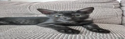 British Shorthair cats for sale: CUTE KITTENS - Advert 25