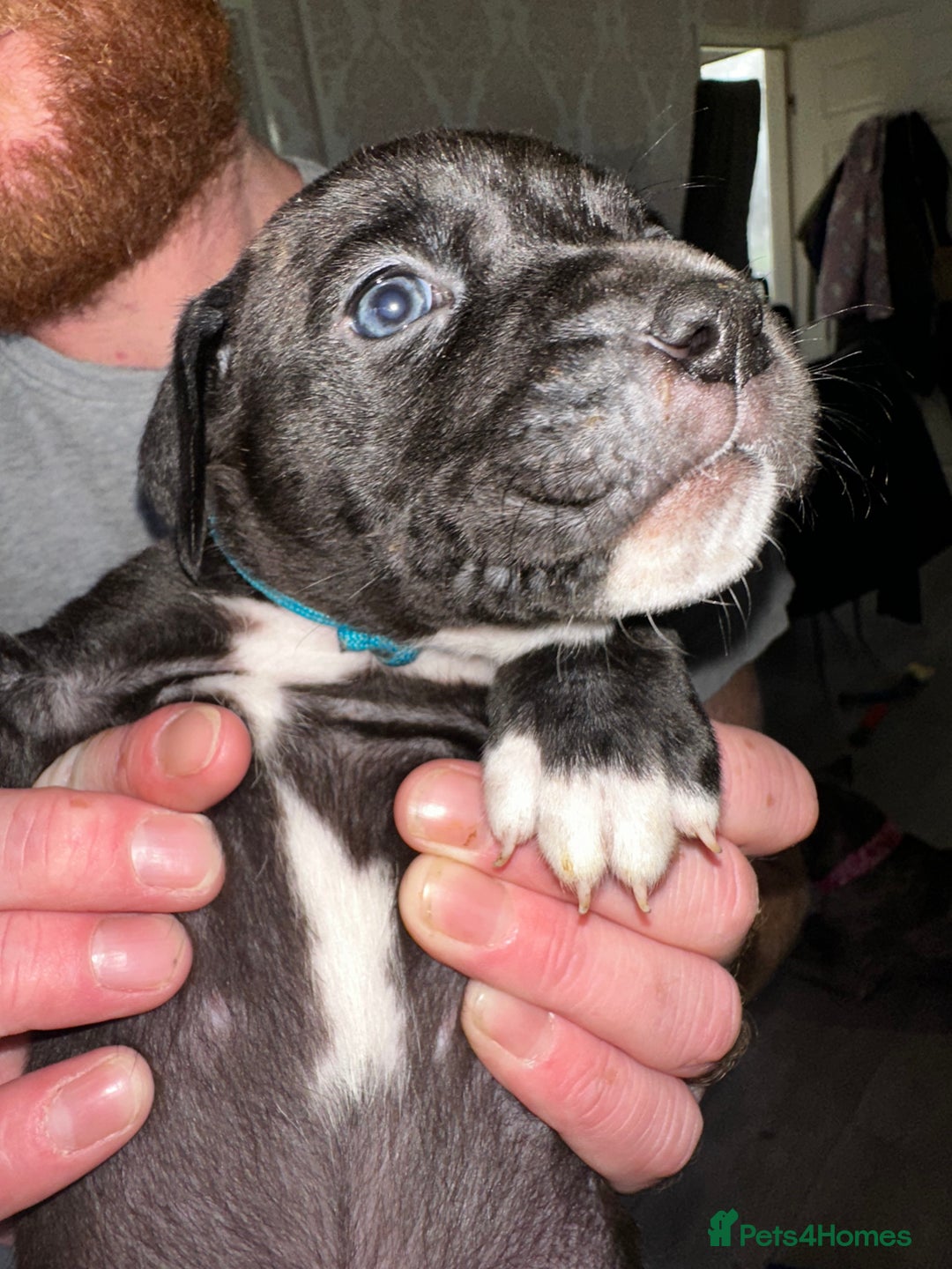 Mixed Breed dogs for sale: Cane corso X staff - Image 22