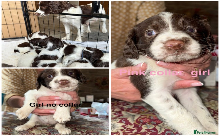 English Springer Spaniel dogs in Hereford - Advert 1