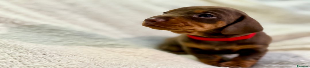 Miniature Dachshund Puppy 5