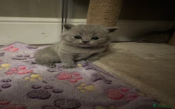 British Shorthair cats for sale: BEAUTIFUL BRITISH SHORTHAIR KITTENS - Image 7