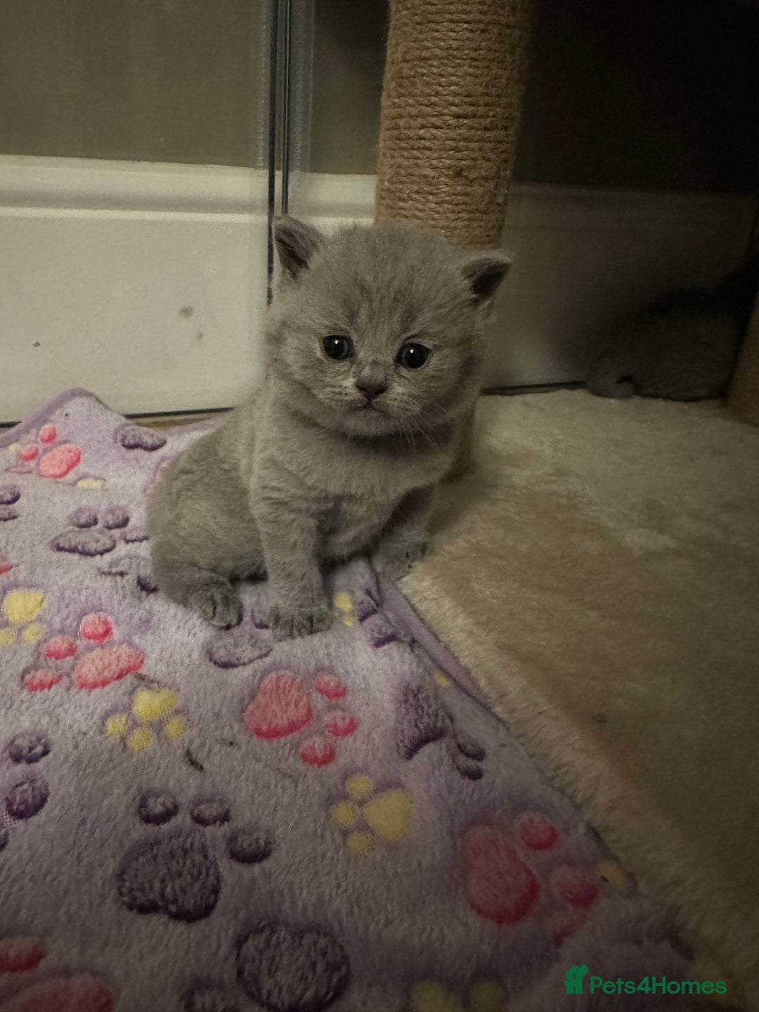 British Shorthair cats for sale: BEAUTIFUL BRITISH SHORTHAIR KITTENS - Image 7