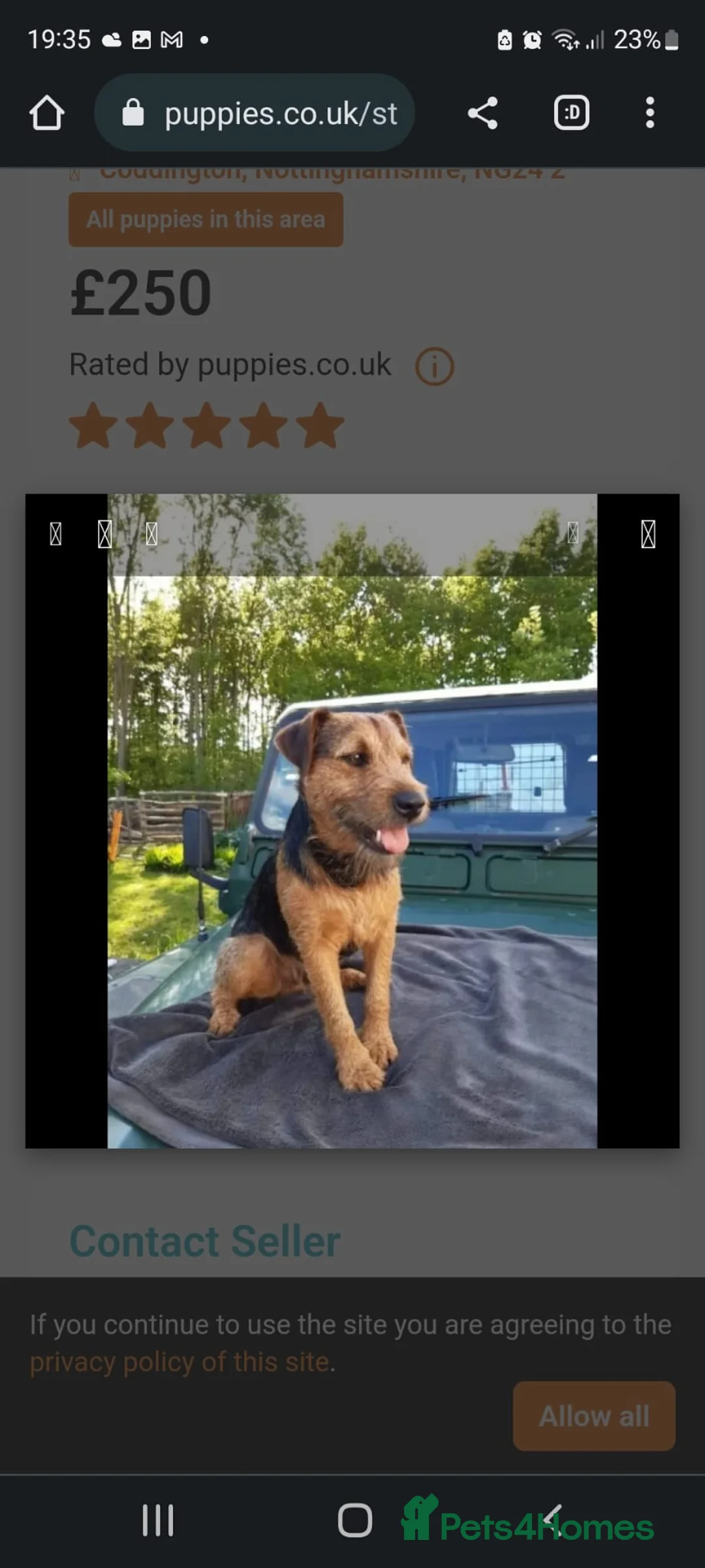 Lakeland Terrier dogs for stud: Lakeland terrier stud in Newark - Advert 6