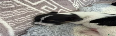 Jack Russell 1