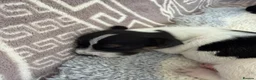 Jack Russell dogs for sale: Short legged Jack russells - Advert 20