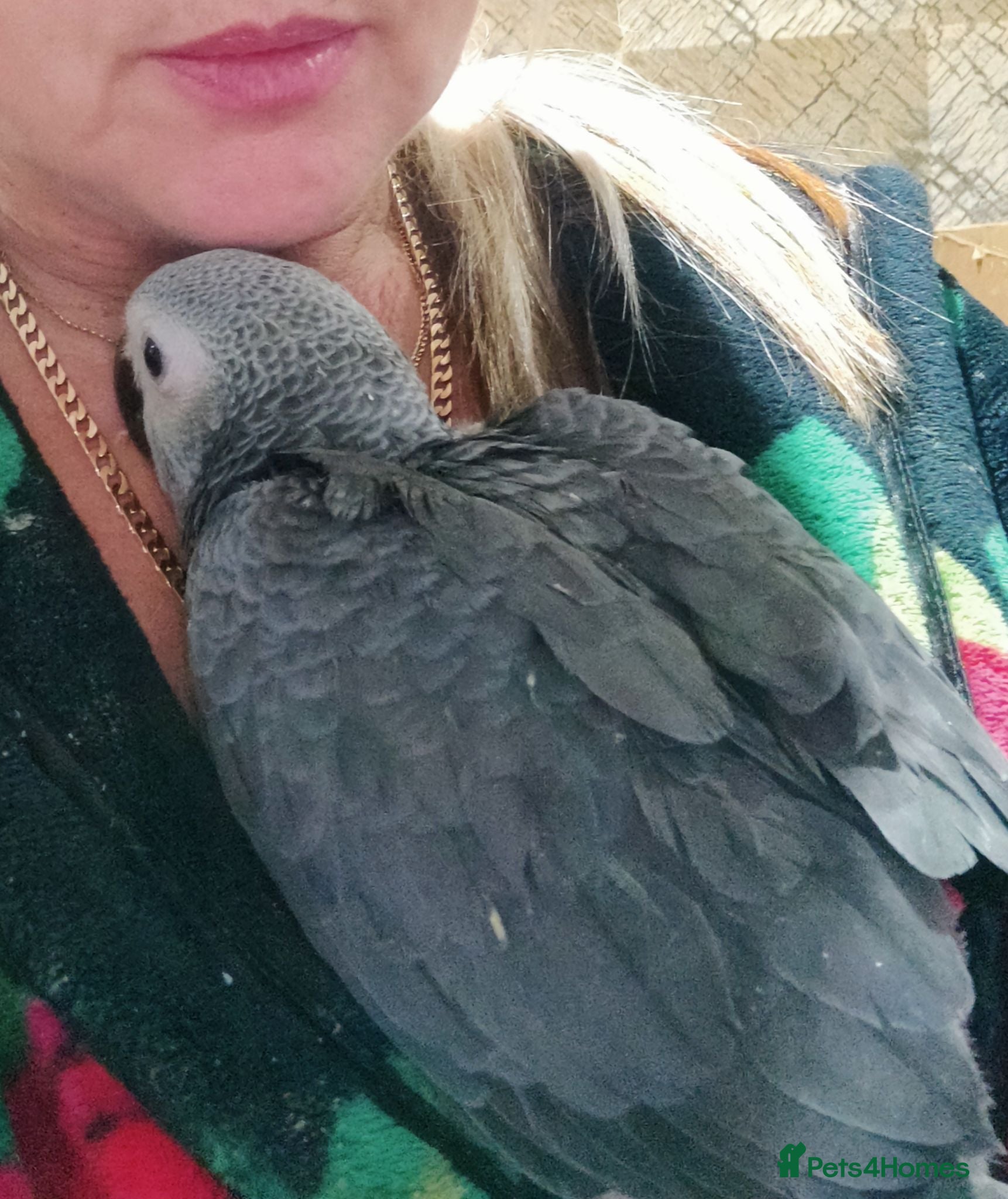 Parrots birds African grey parrot babies for sale  - Advert 17