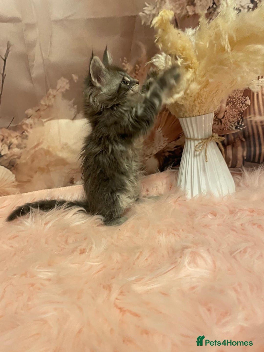 Maine Coon cats for sale: Maine Coon polydactyl (left two girls) - Advert 12