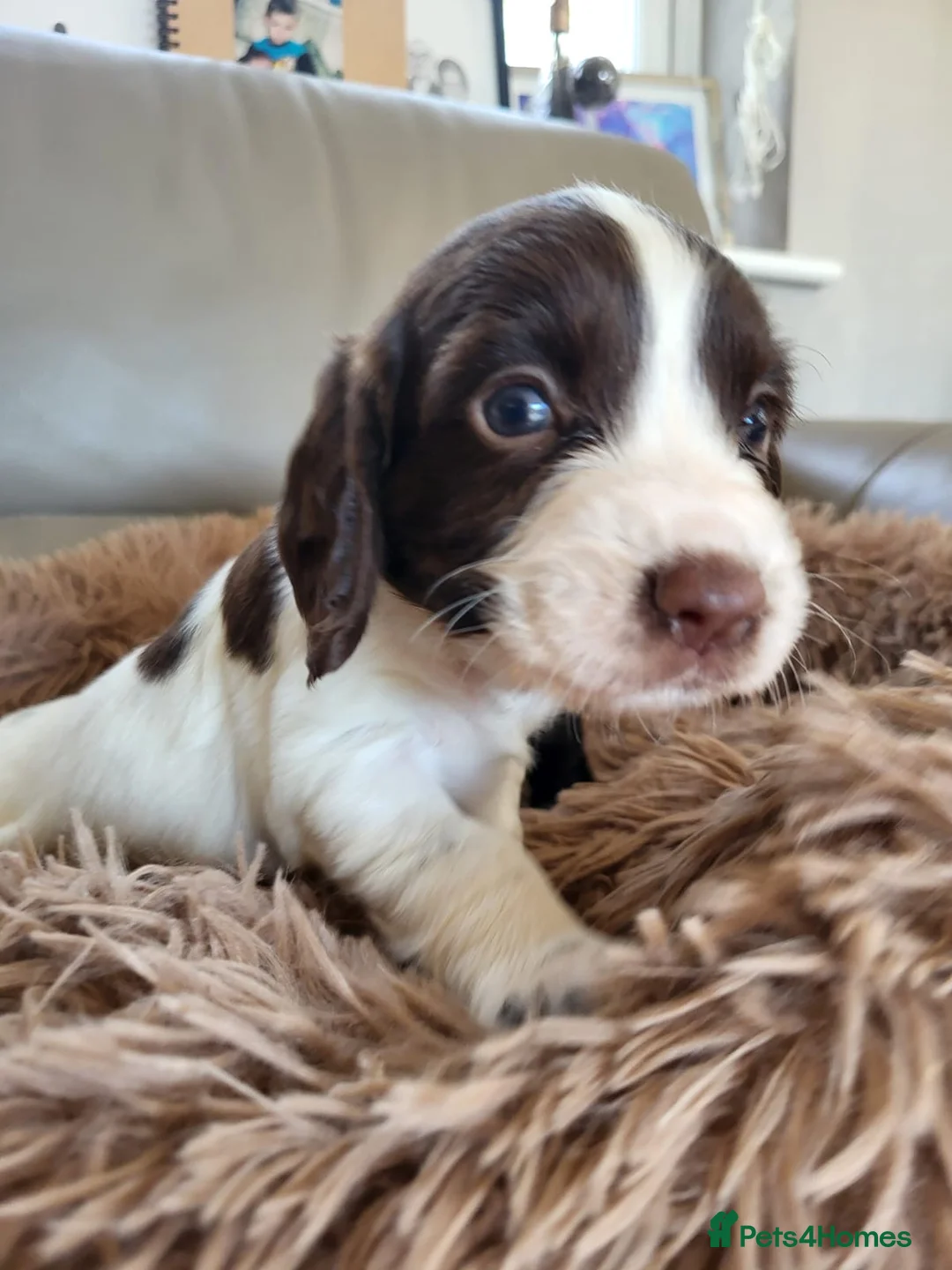 Cocker Spaniel dogs for sale: Kc reg cocker puppies  - Advert 2