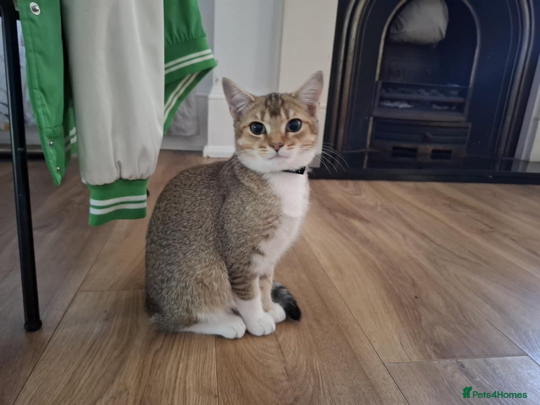 British Shorthair cats for sale: British short hair - Image 1