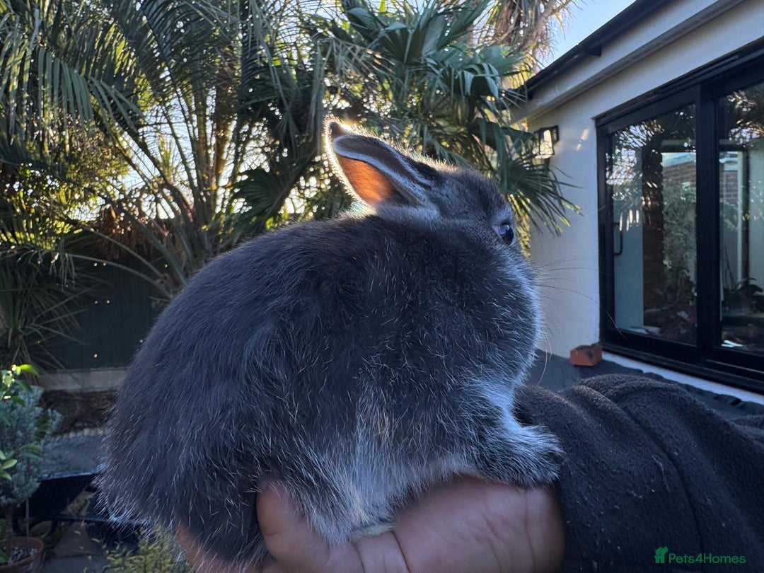 Netherland Dwarf rabbits for sale: 4 cute baby netherland dwarf bunnies, ready to go - Advert 4