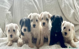 Miniature Schnauzer dogs for sale: Absolutely Stunning Healthy Mini Schnauzers  - Image 1