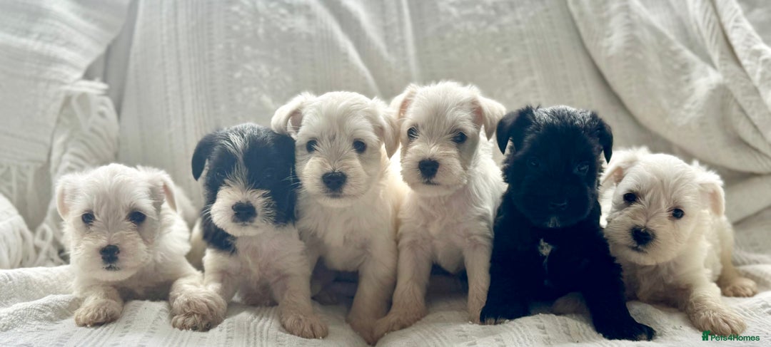 Miniature Schnauzer dogs for sale: Absolutely Stunning Healthy Mini Schnauzers  - Image 1