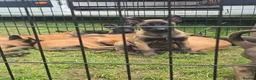 Belgian Shepherd Dog dogs for sale: DARK KC REG BELGIAN MALINOIS PUPPIES - Advert 18