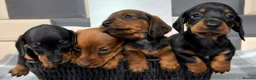 Miniature Dachshund dogs for sale: Outstanding quality Russian bloodline minis - Advert 4
