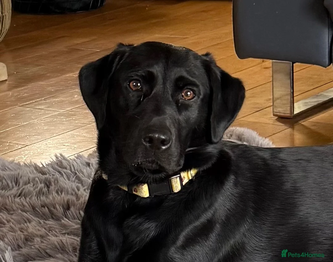 Labradoodle dogs for sale: Stunning Labradoodles  in Billingham - Advert 25
