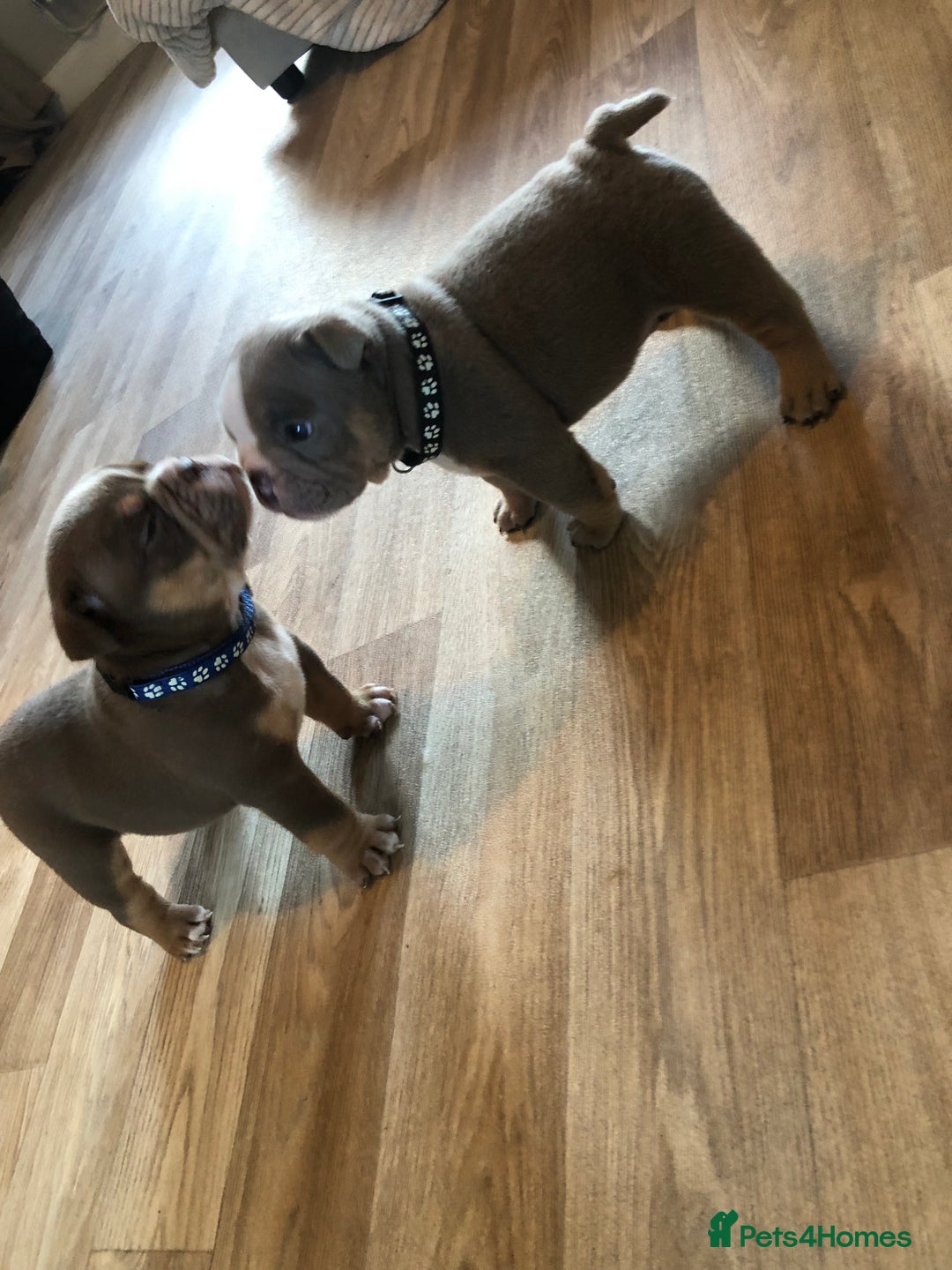 English Bulldog dogs for sale: Stunning English bulldogs - Image 13