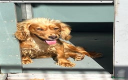 Cocker Spaniel dogs for sale: Adorable cocker pups  - Image 7