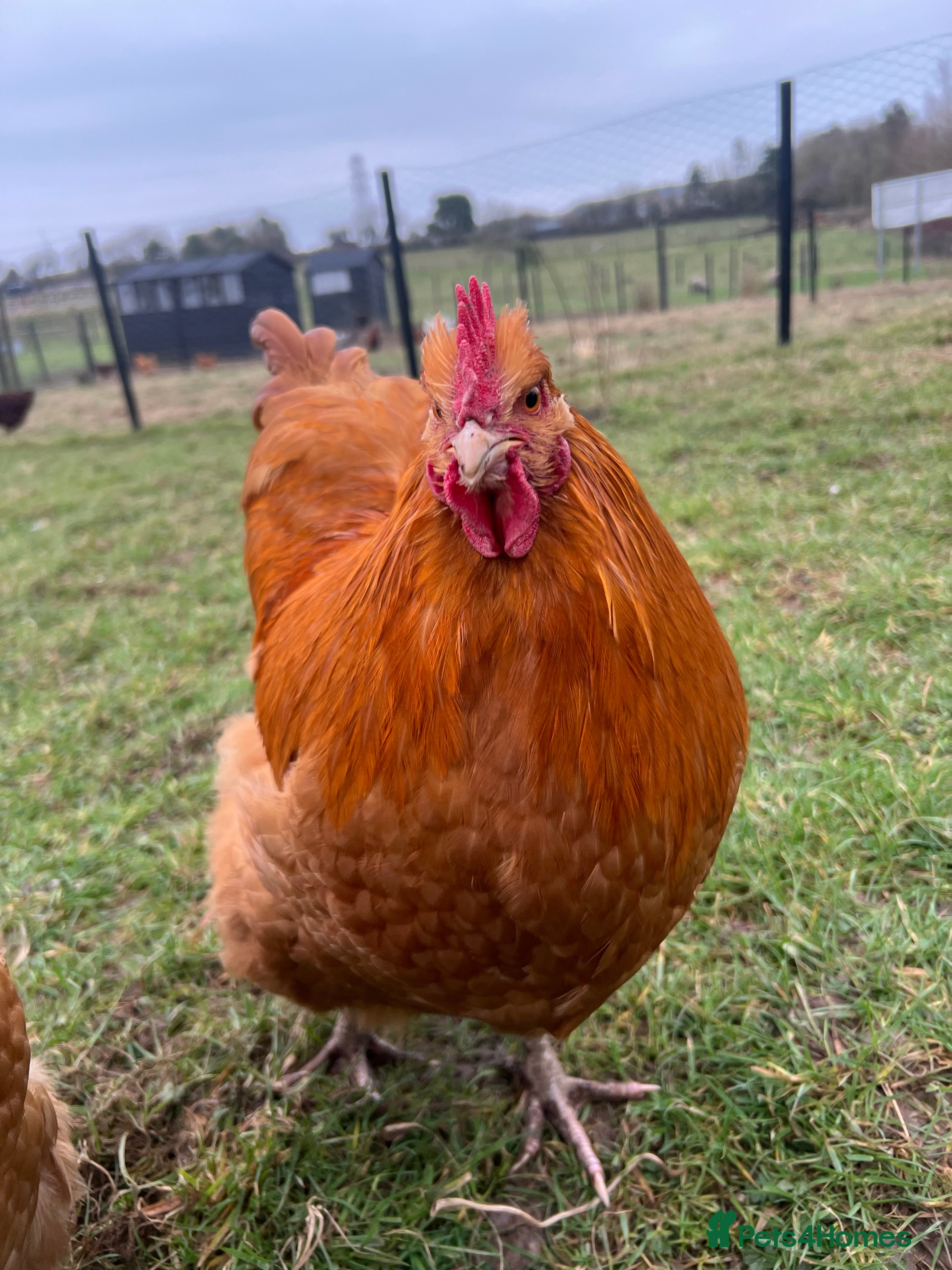 Chickens poultry Buff Orpington cockerels  in Dalton-in-Furness - Advert 9