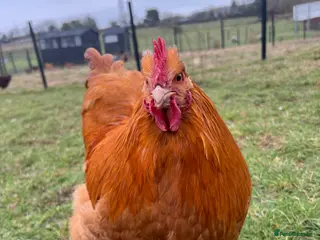 Chickens poultry Buff Orpington cockerels in Dalton-in-Furness - Advert 1