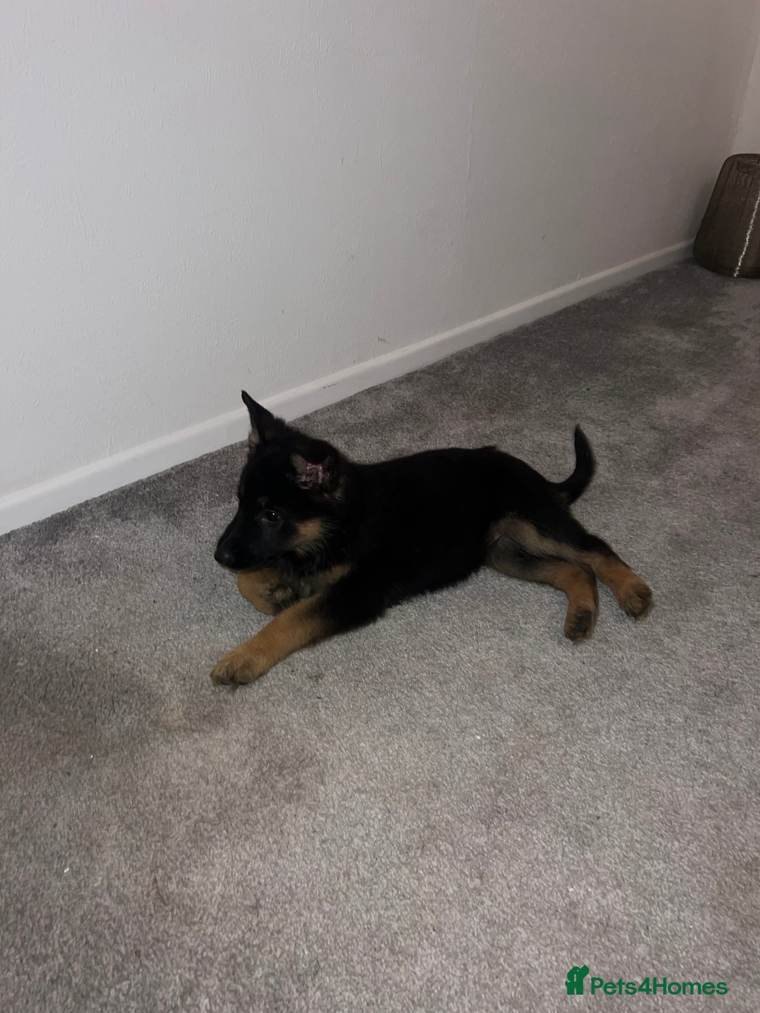 German Shepherd dogs for sale: German Shepherd puppies for sale - Advert 5