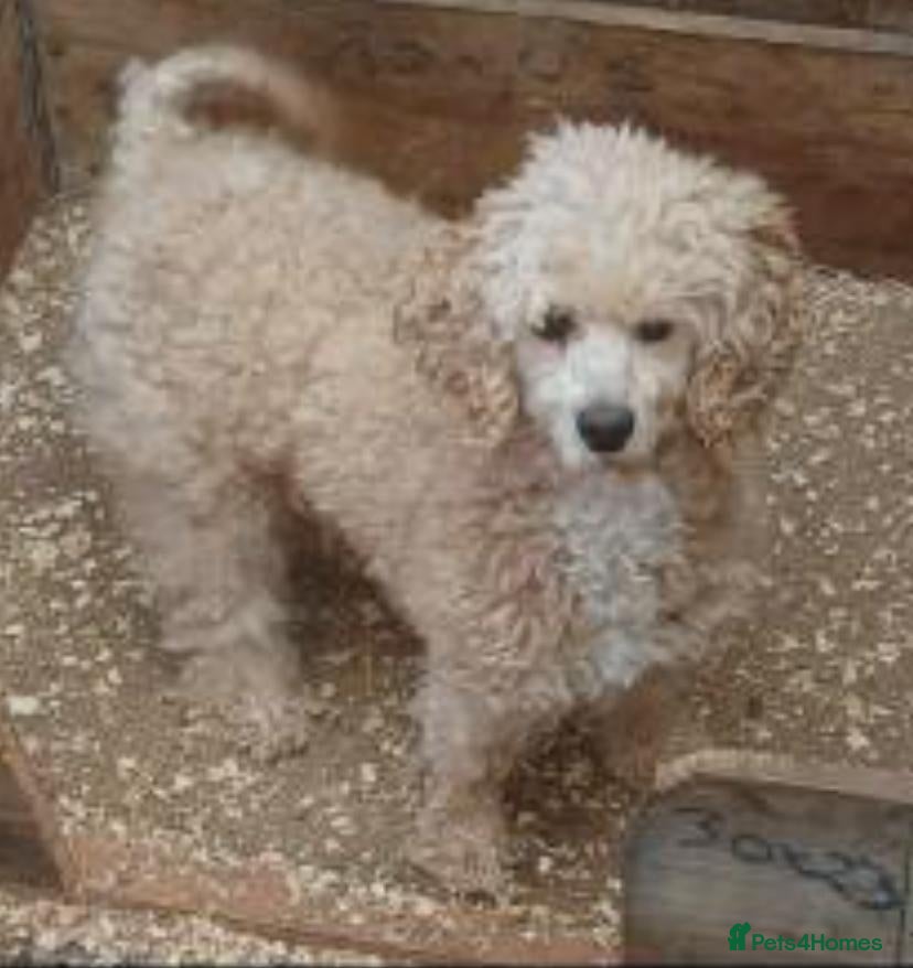 Poochon dogs 9 week old female poochon - Advert 1
