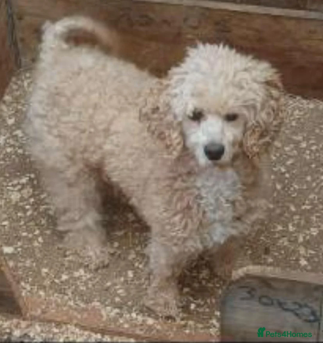 Poochon dogs for sale: 9 week old female poochon in Hereford - Advert 1