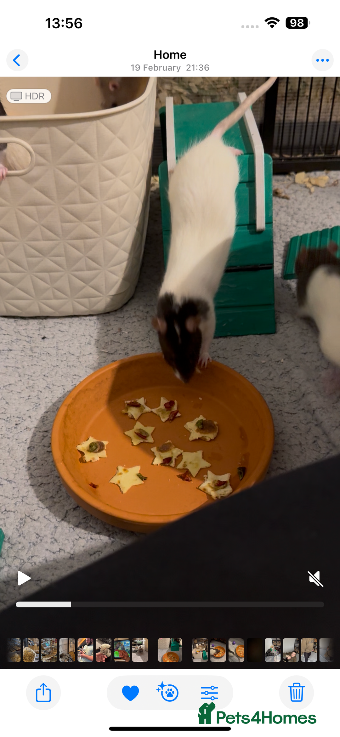 Rat rodents for sale: 6 female rats with critter nation+ accessories  - Image 3