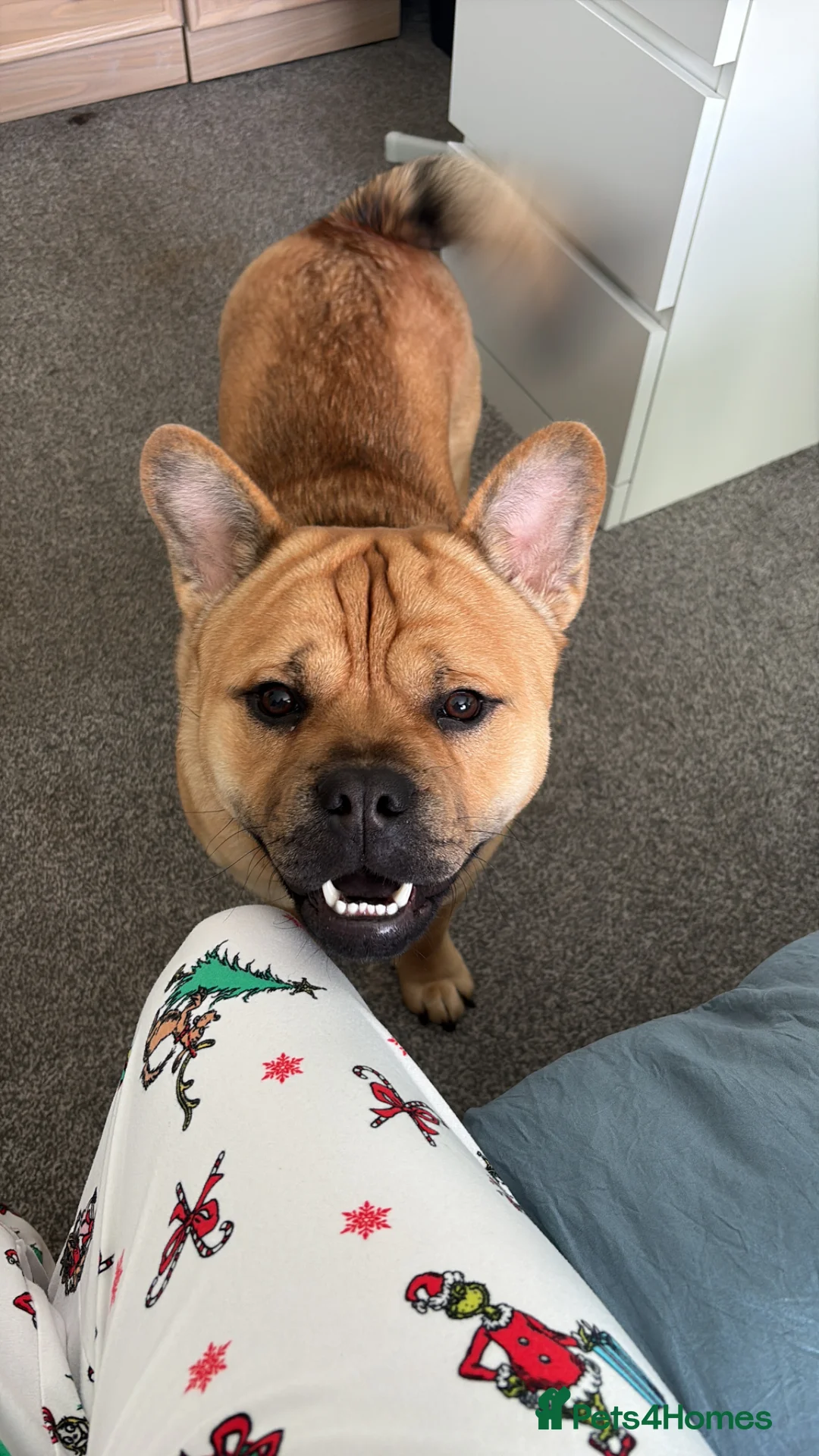 Mixed Breed dogs for sale: Handsome French chow for sale in Colchester - Advert 2