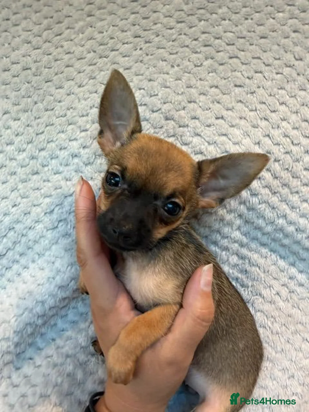 Chihuahua dogs for sale: Beautiful Dotty  - Advert 1