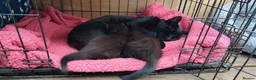 British Shorthair cats for sale: 2 x kittens. Seeking forever home - Advert 1