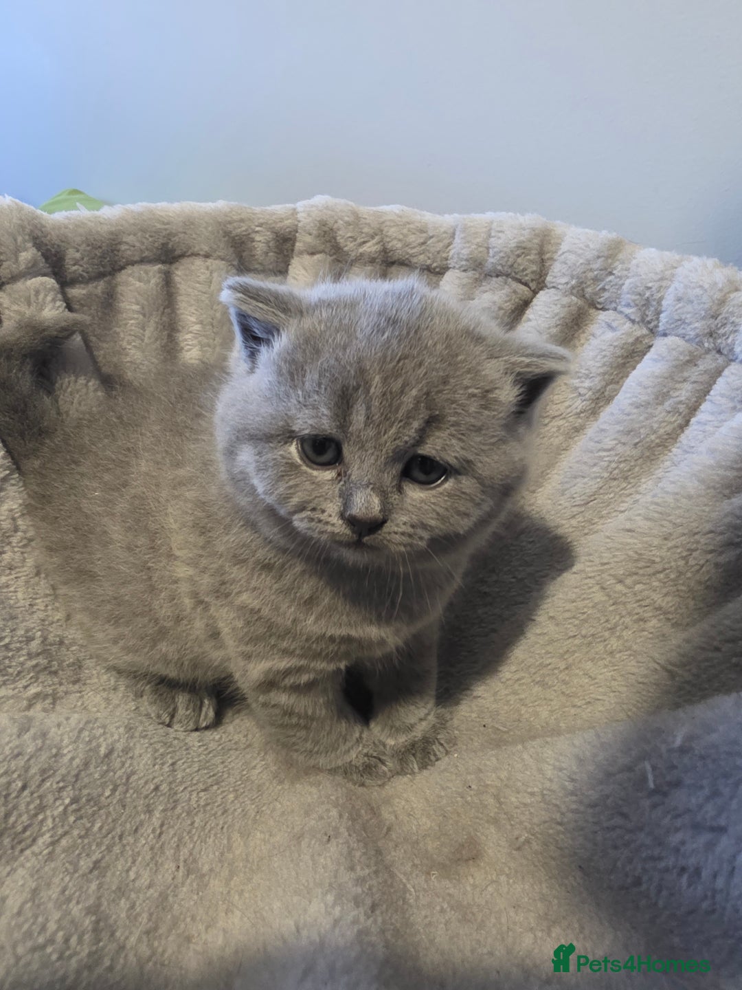 British Shorthair cats for sale: Beautiful GCCF register BSH and BLH - Advert 14