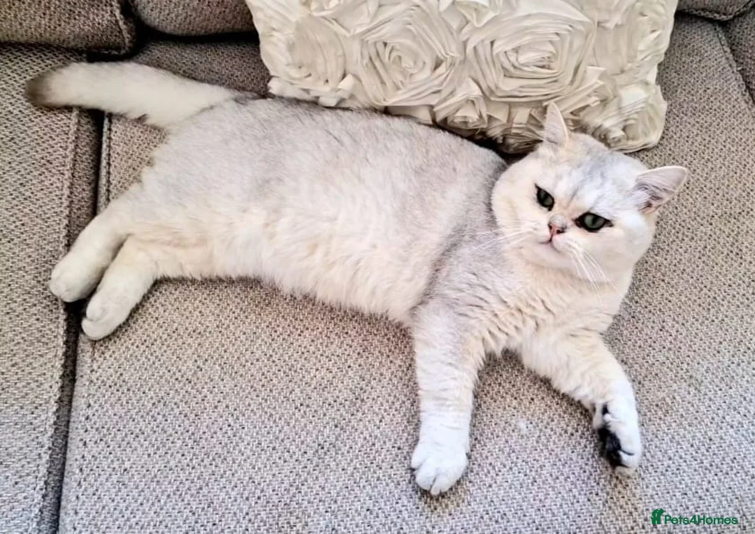 British Shorthair cats for stud: ❤ British ShortHair Active Stud ❤ Champion ❤ in Doncaster - Advert 9