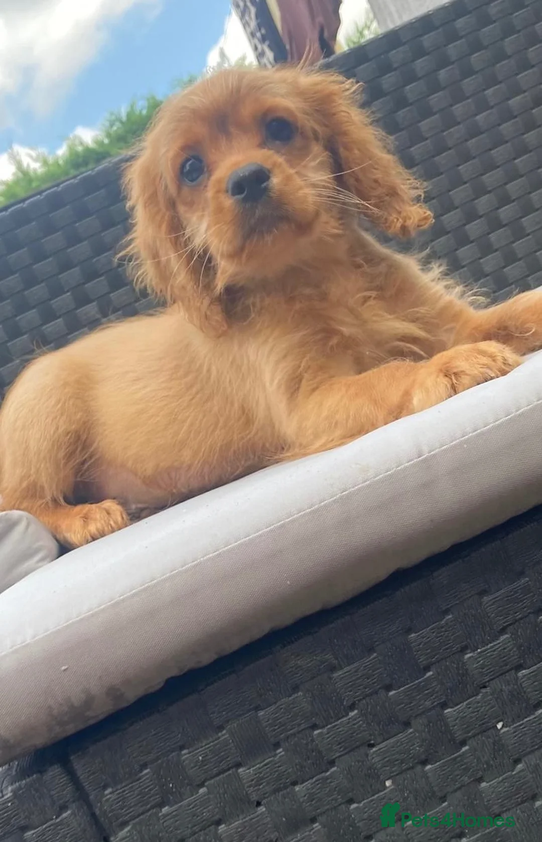 Cavapoo dogs for sale: F1 cavapoo 2 boys left REDUCED - Advert 2