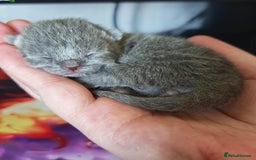 British Shorthair cats for sale: British shorthair 1 male left!!  in Crewe - Image 8