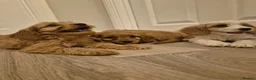 Cavapoo dogs for sale: Cavapoo  in Milton Keynes - Advert 9