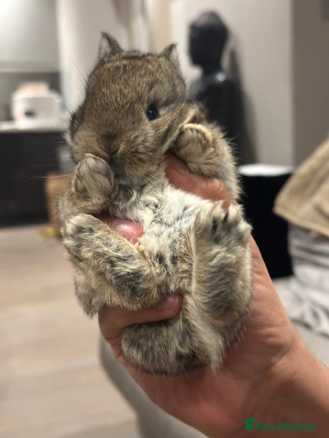 Netherland Dwarf rabbits for sale: Cute bunnies award winning parents - Advert 5