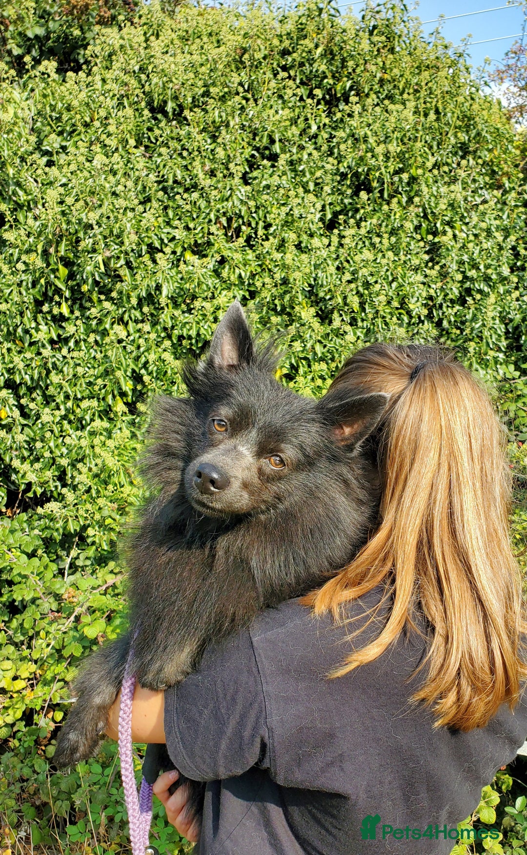 German Spitz dogs for sale: Friendly Freddie Looking For Loving Home - Image 6