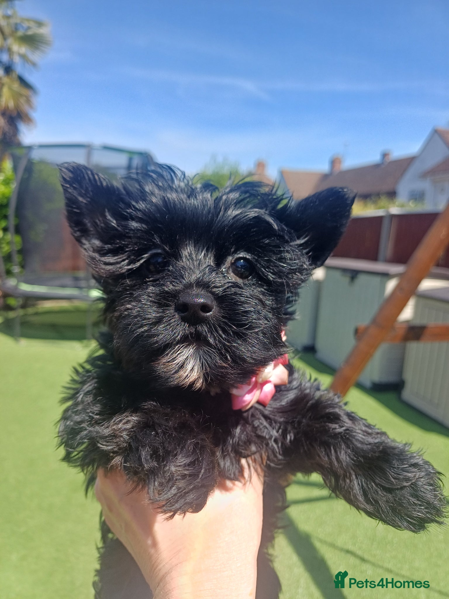Yorkshire Terrier dogs Mini Black Yorkshire Terrier puppies 🐶  - Advert 13